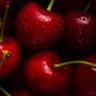 Tart Cherry