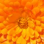 Lutein