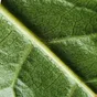 Green Tea Leaf Extract
