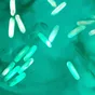 Lactobacillus Plantarum (DR7)