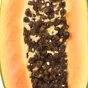 Papain